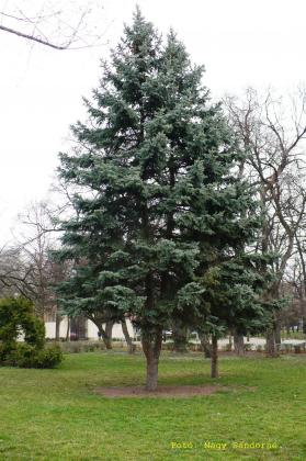 Picea pungens